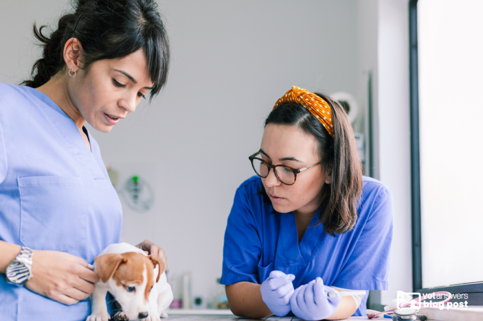 Veterinary Supervisor The One Veterinary Leadership Shift That Changes Everything - Vetanswers